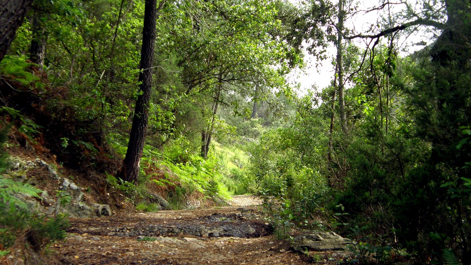 Camino entre vegetación y niebla en la Sierra