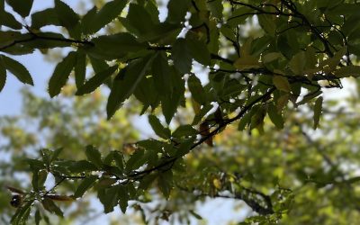 10 rincones imprescindibles en la Sierra de Aracena y Picos de Aroche